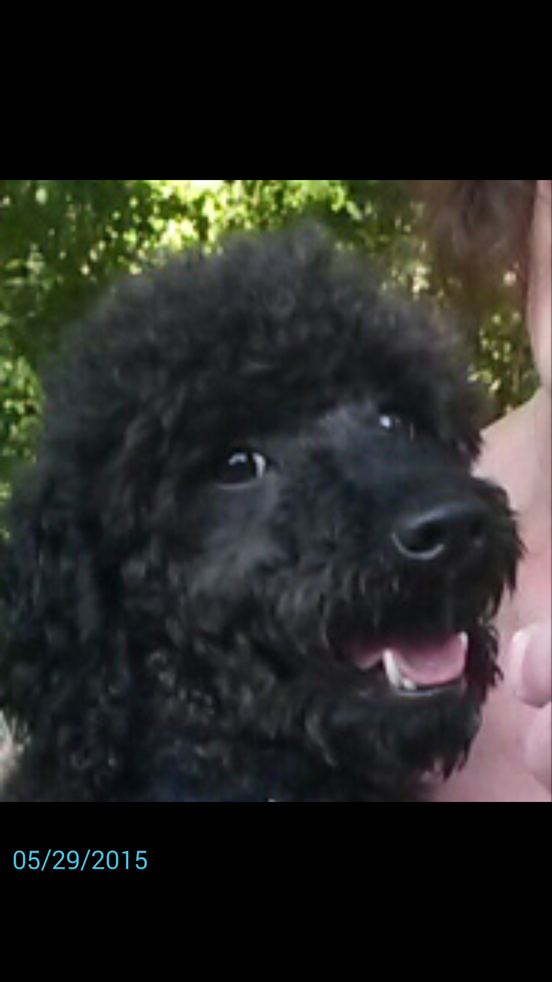 mini poodles adoption