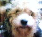 Silky+terrier+poodle+mix