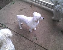 lloyd